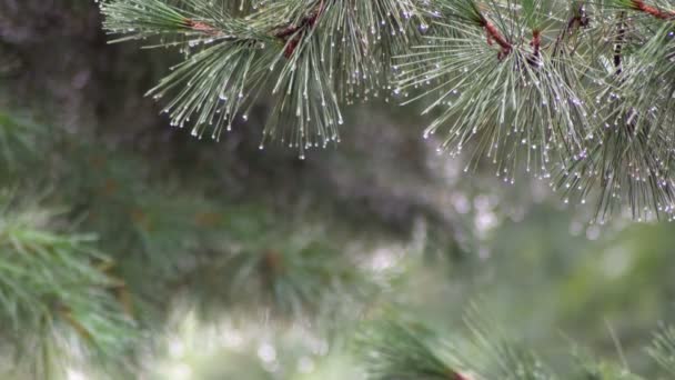 Kraftigt regn i parken. Skyfall i skogen sommaren. Regnet faller på de gröna bladen på träden. — Stockvideo