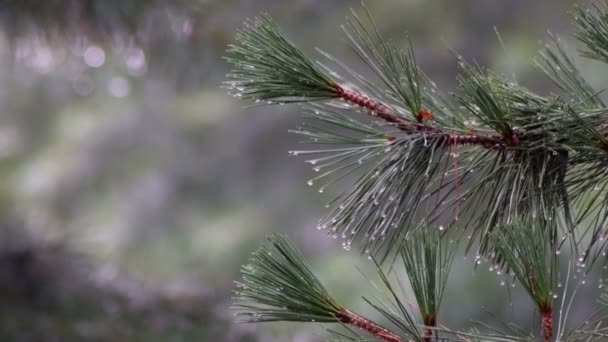 Δέντρα στη βροχή. Δέντρα κάτω από σταγόνες βροχής — Αρχείο Βίντεο