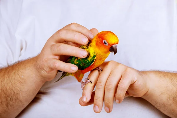 Muž Hraje Papoušek Domě Drží Barevné Papoušky — Stock fotografie