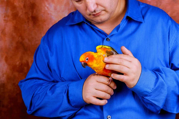 Man enjoy playing with parrot in house holding colorful parrots enjoy
