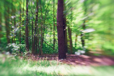 Ufuk doğal yeşil ağaç arka plan ile güneş taze ve doğal çim