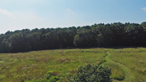 Blick von oben auf den Weg durch die Bäume. Clip. Blick von oben auf den schönen Park mit hohen Bäumen im Sommer — Stockvideo