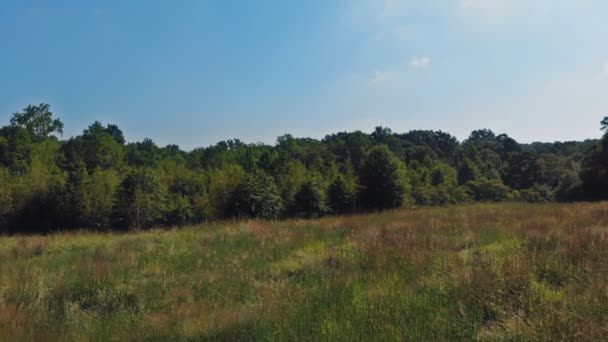 Drone images aériennes de forêt verte Vue de dessus de forêt dense de conifères 