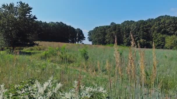 Bovenaanzicht van het pad tussen de bomen. Clip. Bovenaanzicht van het mooie Park met bomen in de zomer — Stockvideo