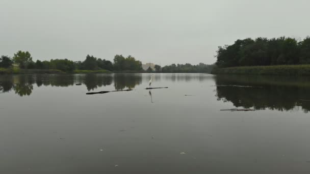 Flygfoto. Flygande över den vackra hösten river hägern ovanför skogen — Stockvideo