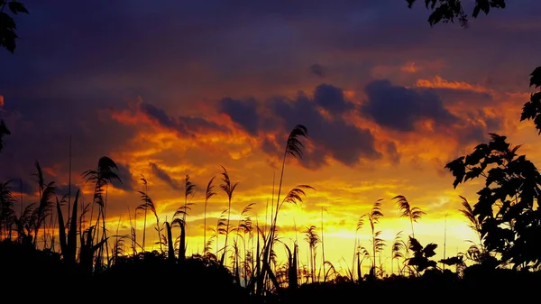 Sonnenuntergang Oder Sonnenaufgang Das Schilf Und Die Sonne Natur Abend — Stockfoto