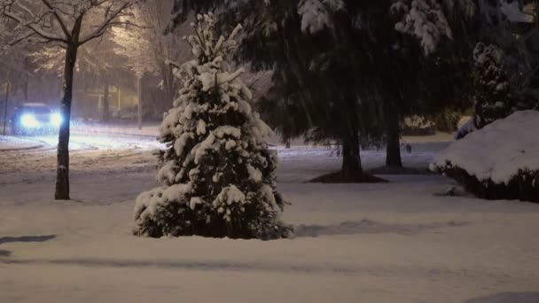 Śnieg pada na gałęzi drzewa sosnowego w zimie naturalne podłoże. — Wideo stockowe