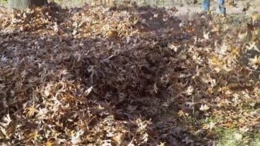 Yaprak üfleyici çalışan adam. Sonbahar iş.