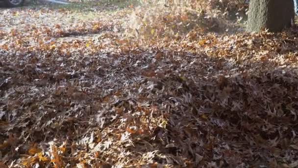 Muž pracující s těžkým dmychadlem listů: listy víří a září v příjemném slunečním světle — Stock video