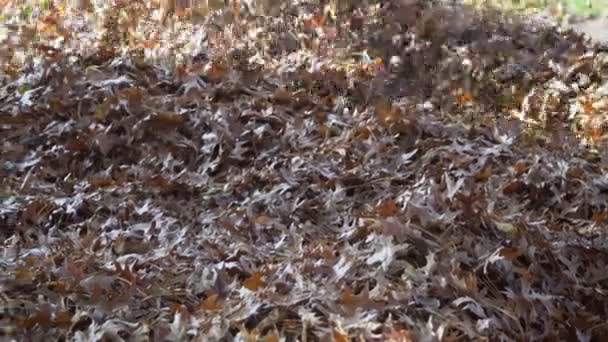 Hombre en el trabajo sopla hojas de otoño caídas amarillas y rojas en el patio de limpieza con turbina de viento, limpieza de césped — Vídeos de Stock