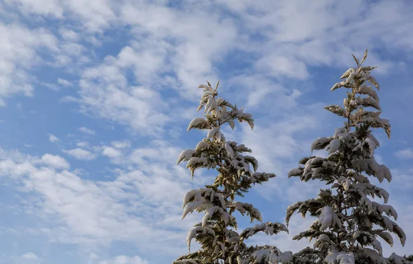 朝の日差しに照らされた雄大な冬の風景 劇的な冬のシーン — ストック写真