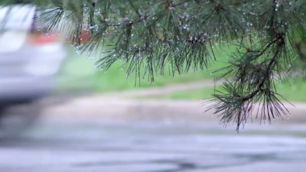 Yağmur damlaları su birikintileri seçici odak düşmek — Stok video