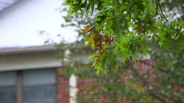 Nederbörd i åskväder med regn bostadsområde, 4k — Stockvideo