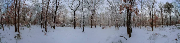 Malerisches Bild Von Fichten Frostiger Tag Ruhige Winterliche Szenerie Verschneiten — Stockfoto