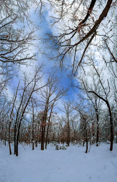 Arbre Hivernal Couvert Neige Debout Seul Dans Paysage Hêtre — Photo