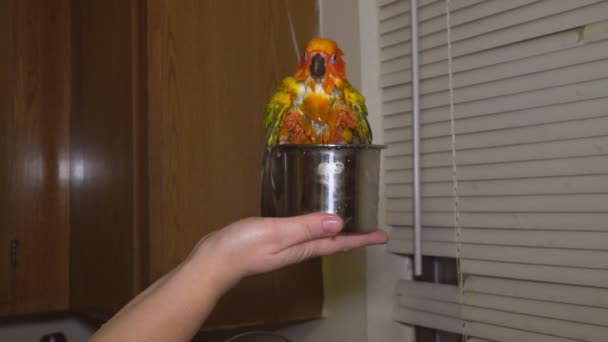 Ein supergelber Papagei badet — Stockvideo