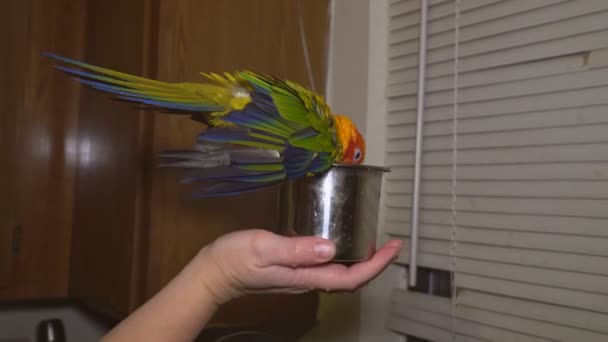Colorido pájaro loro sentado salpicando en el baño — Vídeo de stock