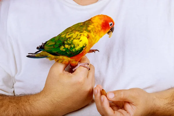 Člověk Hraje Papoušek Sedí Dlani Ruky — Stock fotografie