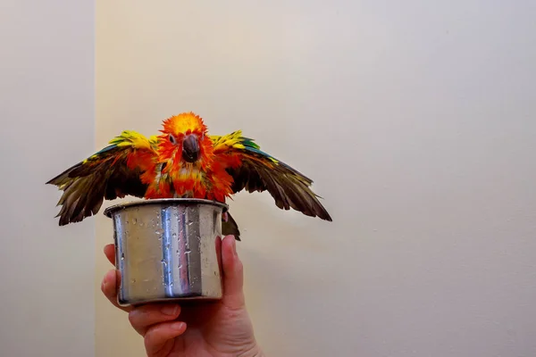 Happy Super Yellow Parrot Make Bath — Stock Photo, Image