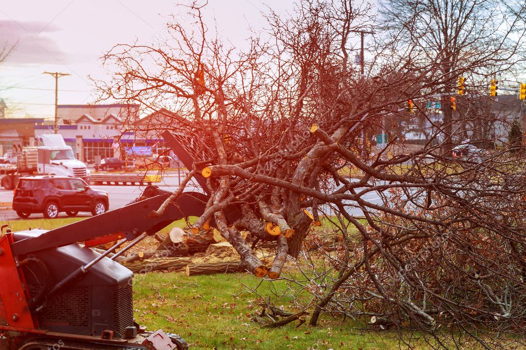 Tree branches are placed for chipping of cut trees after the storm