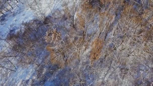 Зимовий ліс з висоти — стокове відео