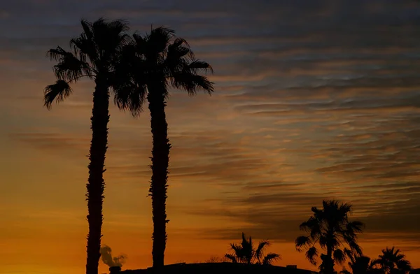 各种五颜六色的日落与剪影棕榈树 — 图库照片