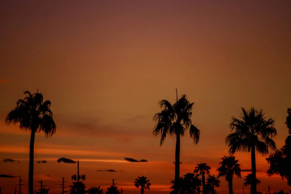 日落时地平线上的云与轮廓棕榈树 — 图库照片