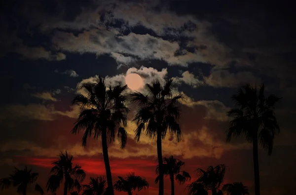 Аризона закат с силуэт приятельских деревьев на фоне неба и луны облаков — стоковое фото