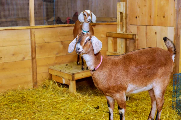 Beau couple de chèvres debout dans un abri en bois et regardant la caméra. Mignon avec drôle. Gros plan. Lumière douce du soleil. Faible profondeur de l'exploitation agricole — Photo