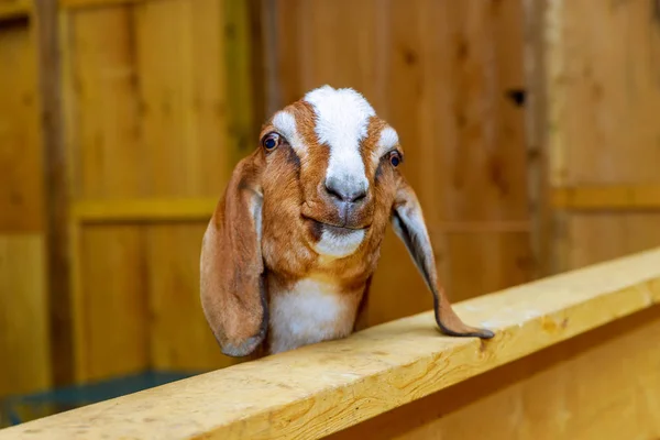 Get och får i ladugården — Stockfoto