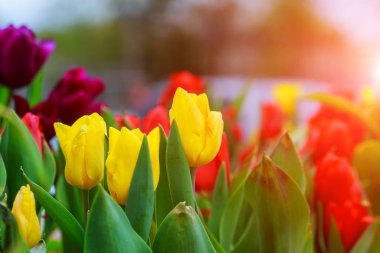 Bahçedeki güzel lale çiçeği