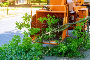 Professional gardeners are putting the branches of a trimmed tree in a wood chipper and pickup truck and maintenance in springtime. clipart