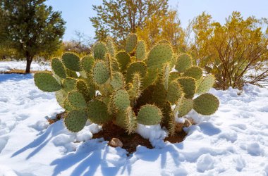 Prickly Pear Cactus covered in snow in Arizona clipart