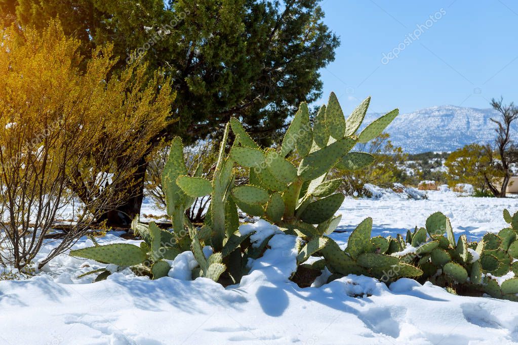 Morning light on a snow covered cactus in Arizona