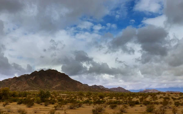 Cactus de paisaje desértico nublado en la montaña —  Fotos de Stock