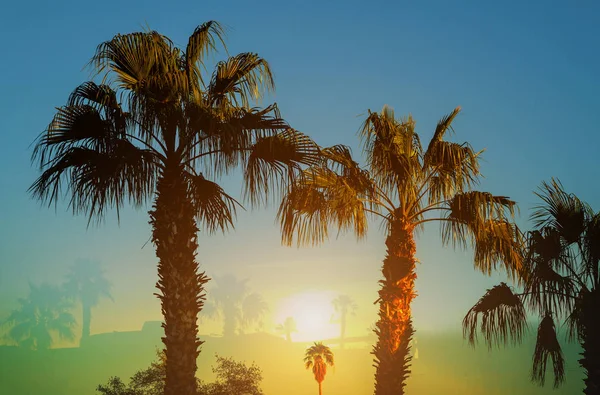 Palm trees a beautiful skyline and palm trees at sunset — Stock Photo, Image
