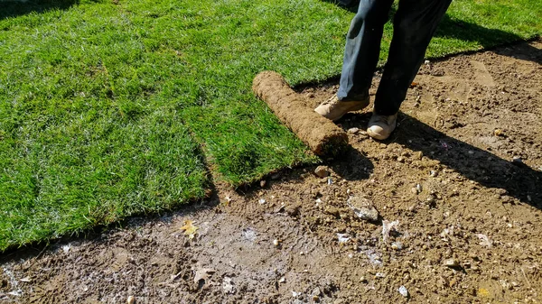 Gardener applying turfof roll green lawn grass the backyard — Stock Photo, Image