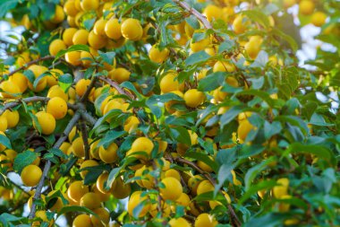 Güneş ışığında şube Sarı Erik