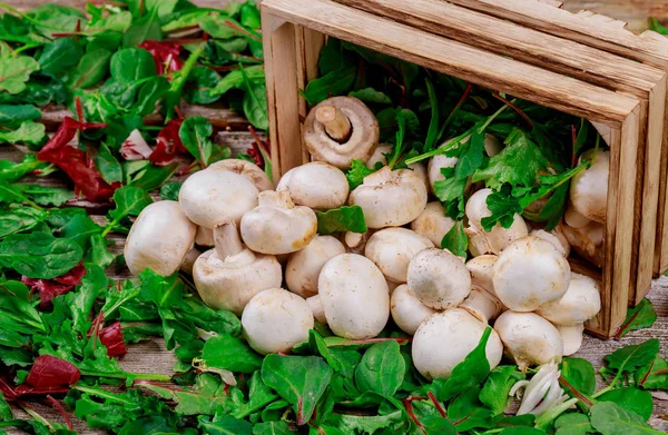 Champignon grzyby, na sałatki świeże liście tle — Zdjęcie stockowe
