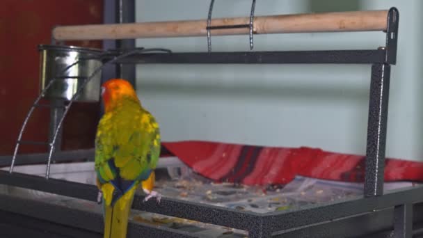 Solen conure papegojor — Stockvideo