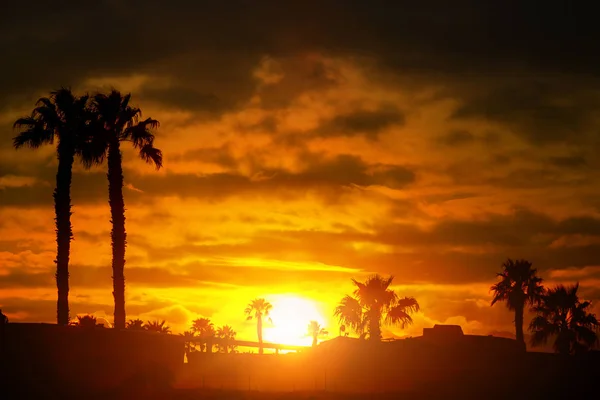 Palm trees silhouette sunset or sunrise — Stock Photo, Image