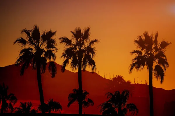 美丽的景色自然山亚利桑那与剪影棕榈树在日落时间 — 图库照片