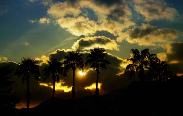 Beautiful view with nature and silhouette palm on the sky at sunset time — стоковое фото