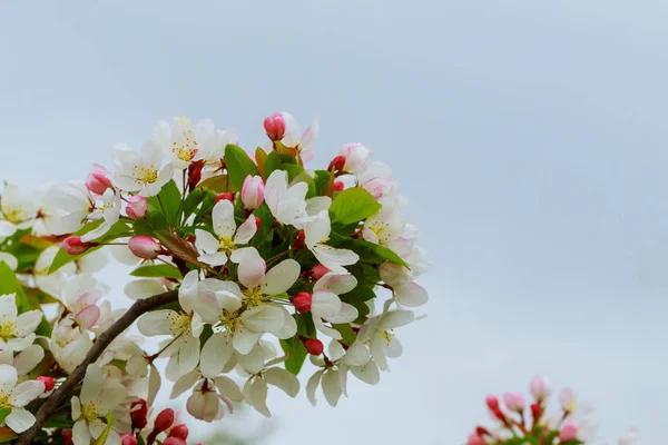 Apfelblüten blühen im Frühling, blühen auf jungen Ästen über verschwommenem blauem Himmel — Stockfoto