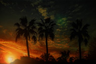 Kontrast palmiye ağaçları ile çeşitli renkli günbatımı