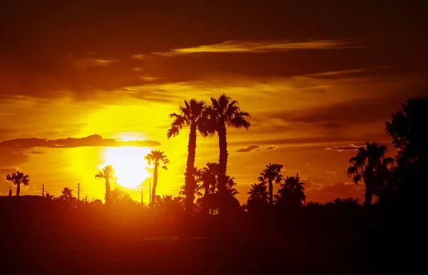 Palm trees a beautiful skyline and palm trees at sunset — Stock Photo, Image