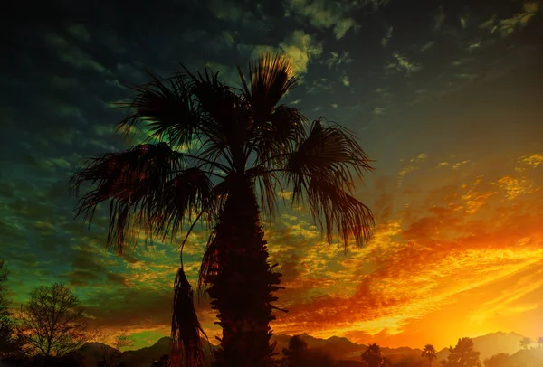 Nubes con palmeras siluetas en el horizonte al atardecer — Foto de Stock