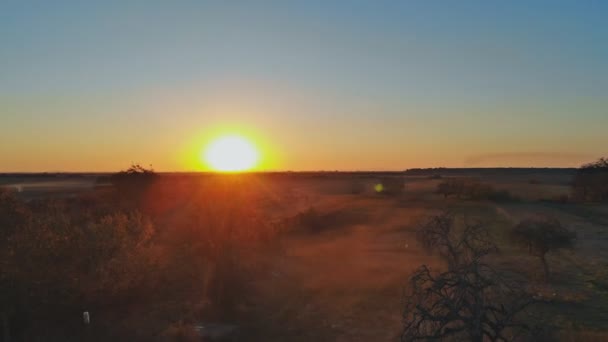 Prachtige natuur met lange bomen en gras en glanzende zonsondergang, voorwaartse beweging — Stockvideo