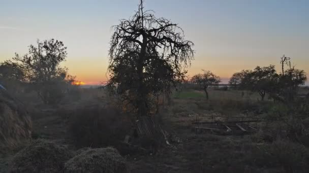 Lucht vlucht over herfst bomen met, weiden in zonsondergang zacht licht. — Stockvideo