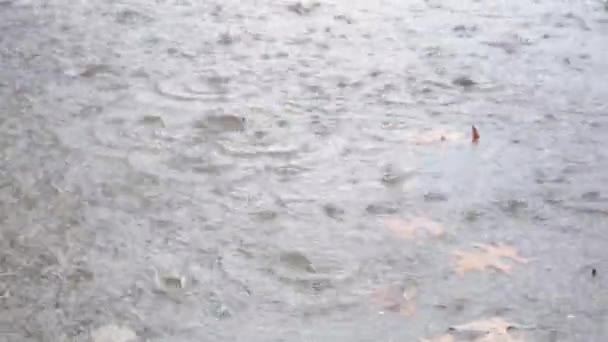 Gotas de chuva caindo uma grande poça no asfalto urbano no mau tempo no verão — Vídeo de Stock